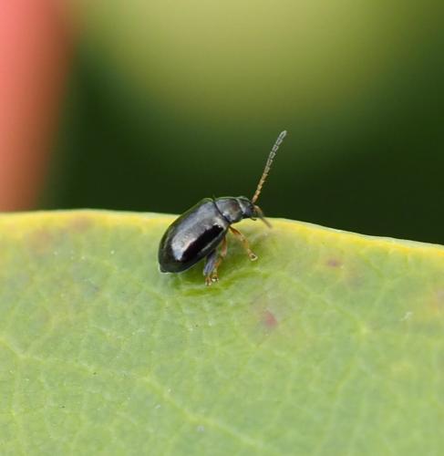 Réf. 244 644 : Aphthona sp.